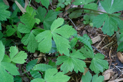 Sanicula chinensis (Sanicula chinensis)