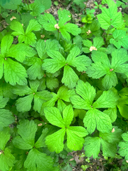 Sanicula chinensis (Sanicula chinensis)