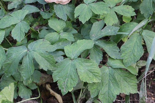 Sanicula chinensis (Sanicula chinensis)
