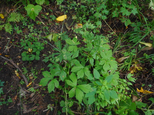 Sanicula chinensis (Sanicula chinensis)