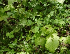 Sanicula chinensis (Sanicula chinensis)