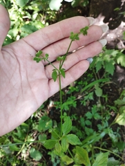 Sanicula chinensis (Sanicula chinensis)