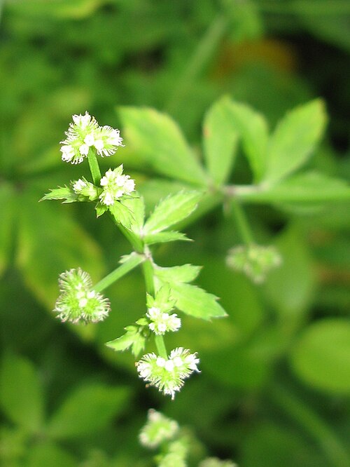 Sanicula chinensis: Sanicula chinensis , Aizu area, Fukushima pref., Japan