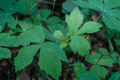 Sanicula chinensis (Sanicula chinensis)