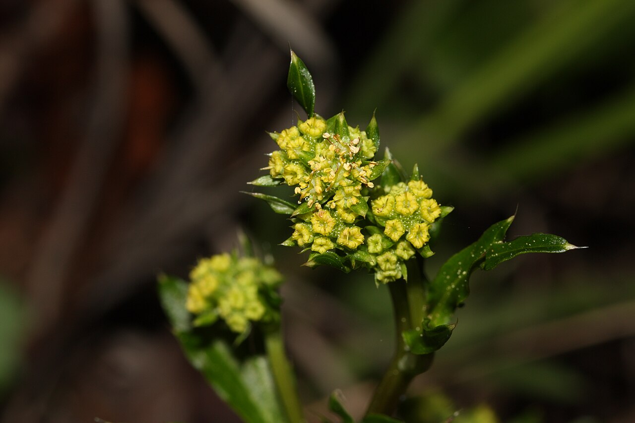 Pacific blacksnakeroot: Pacific Sanicle, Pacific Blacksnakeroot; auth. Poepp. ex DC.