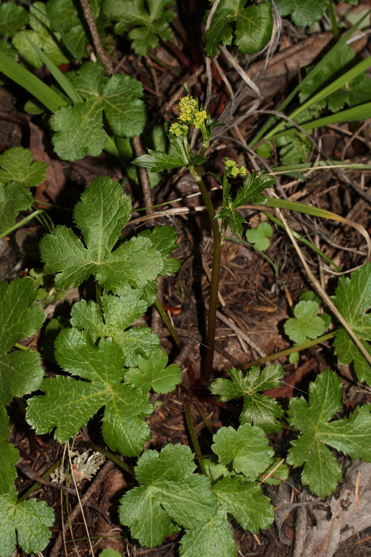 Pacific blacksnakeroot: Pacific Sanicle, Pacific Blacksnakeroot; auth. Poepp. ex DC.