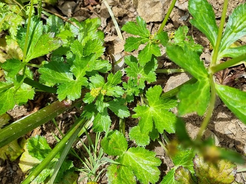 Pacific blacksnakeroot (Sanicula crassicaulis)