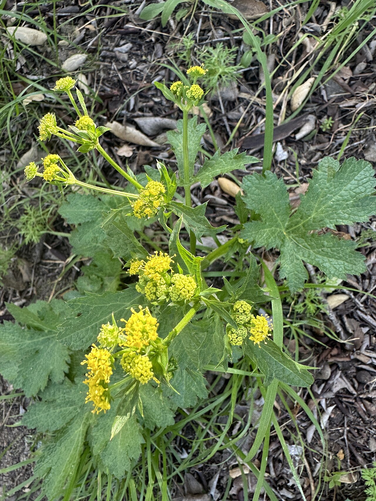 Pacific blacksnakeroot: Sanicula crassicaulis, Trabuco Canyon Rd, Rancho Santa Margarita, CA, US, 2026-01-18 (iNaturalist).