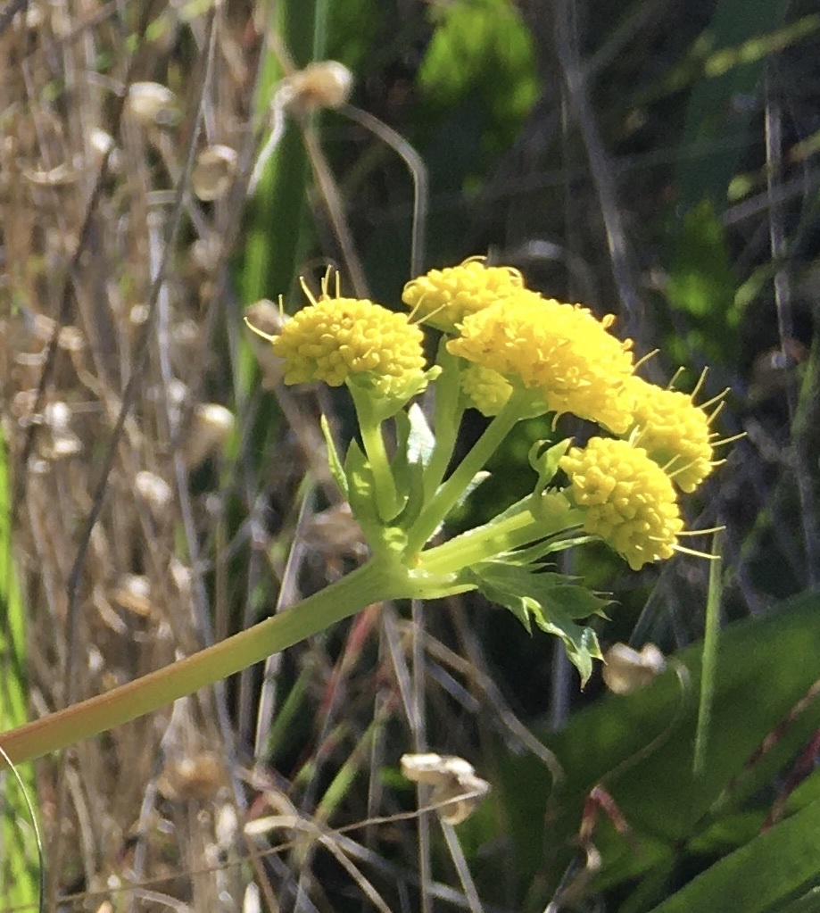 Pacific blacksnakeroot (Sanicula crassicaulis)