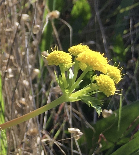 Pacific blacksnakeroot (Sanicula crassicaulis)
