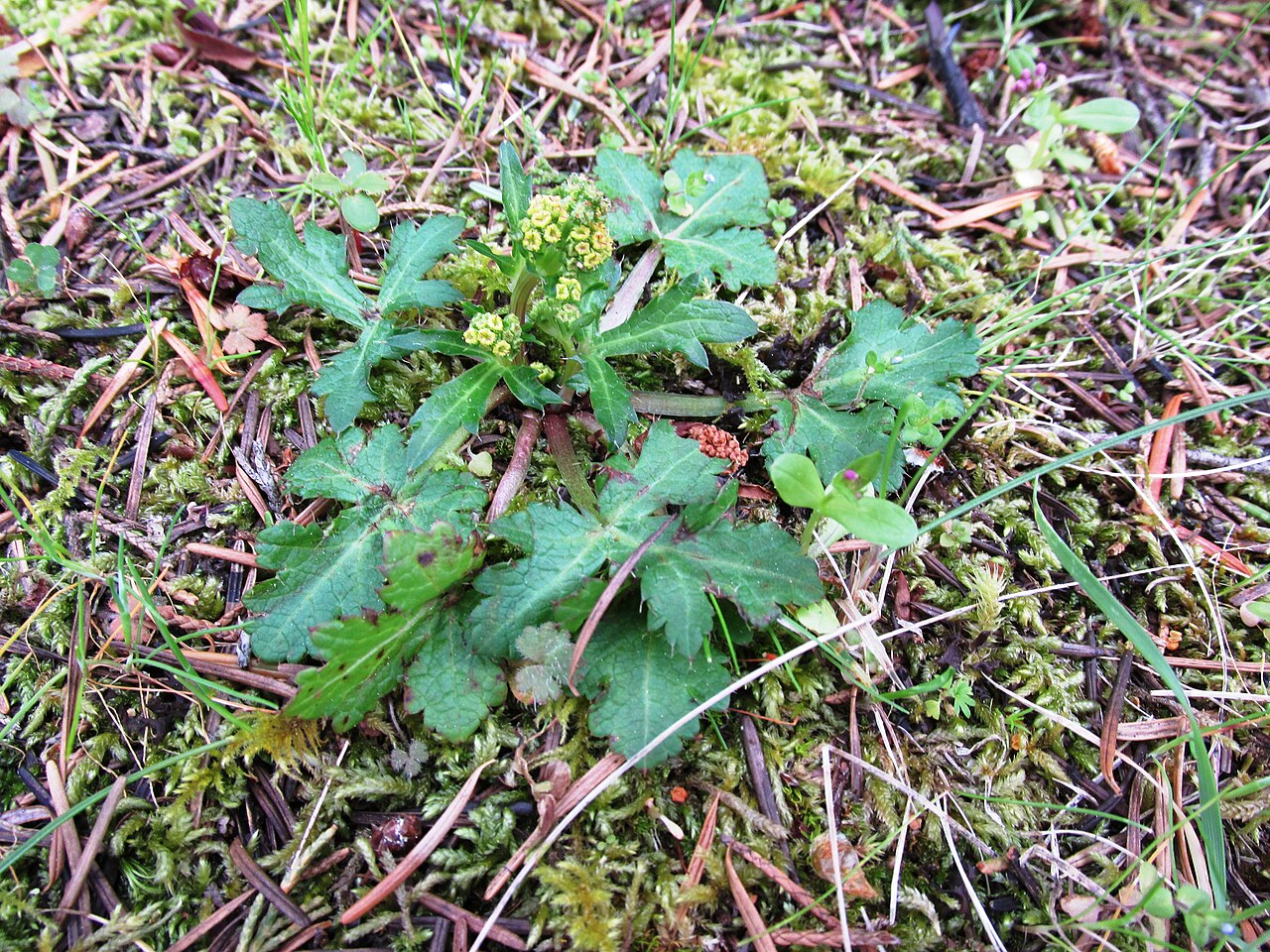 Pacific blacksnakeroot: Sanicula crassicaulis (Pacific Sanicle) Washington Park, Anacortes, Skagit County, Washington