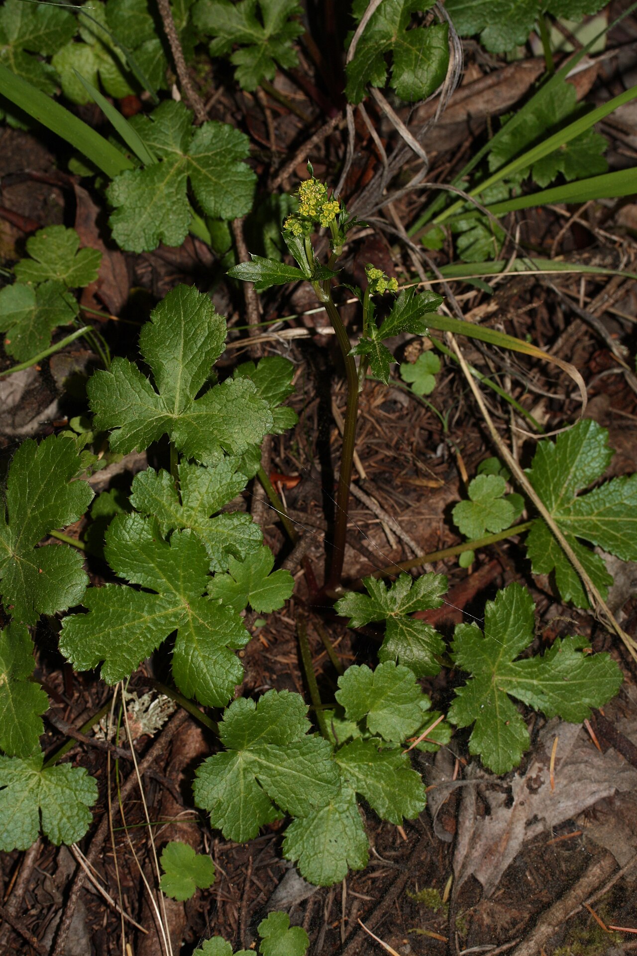 Pacific blacksnakeroot: Pacific Sanicle, Pacific Blacksnakeroot; auth. Poepp. ex DC.