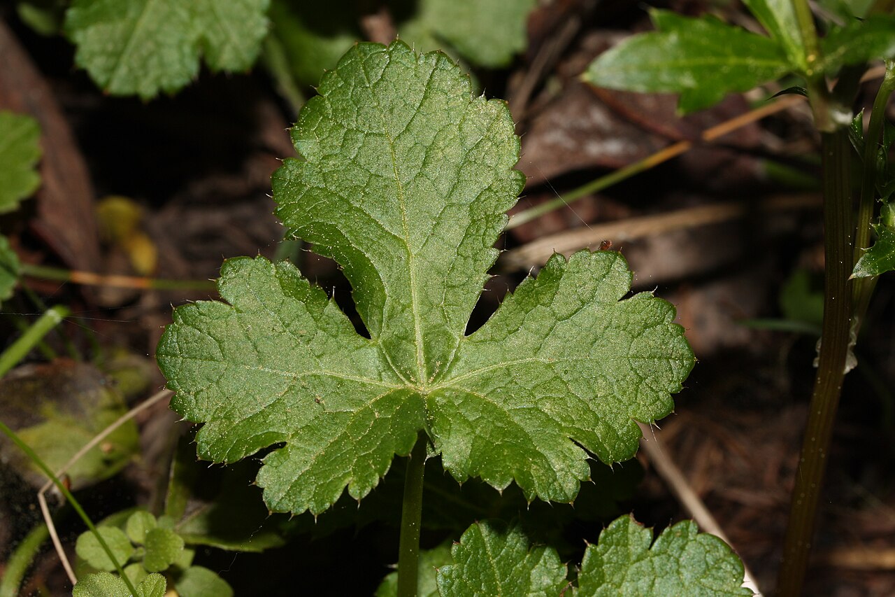 Pacific blacksnakeroot: Pacific Sanicle, Pacific Blacksnakeroot; auth. Poepp. ex DC.