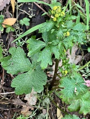 Pacific blacksnakeroot (Sanicula crassicaulis)
