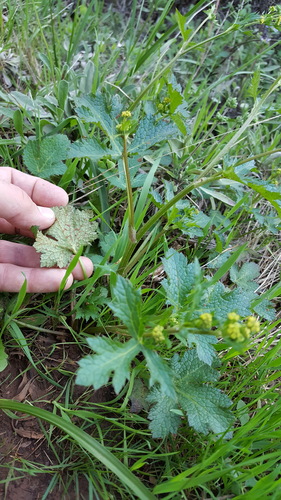 Pacific blacksnakeroot (Sanicula crassicaulis)