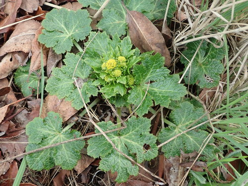 Pacific blacksnakeroot (Sanicula crassicaulis)