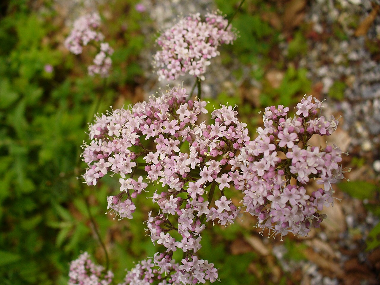 Sanicula elata: Blossoms of a Valeriana species