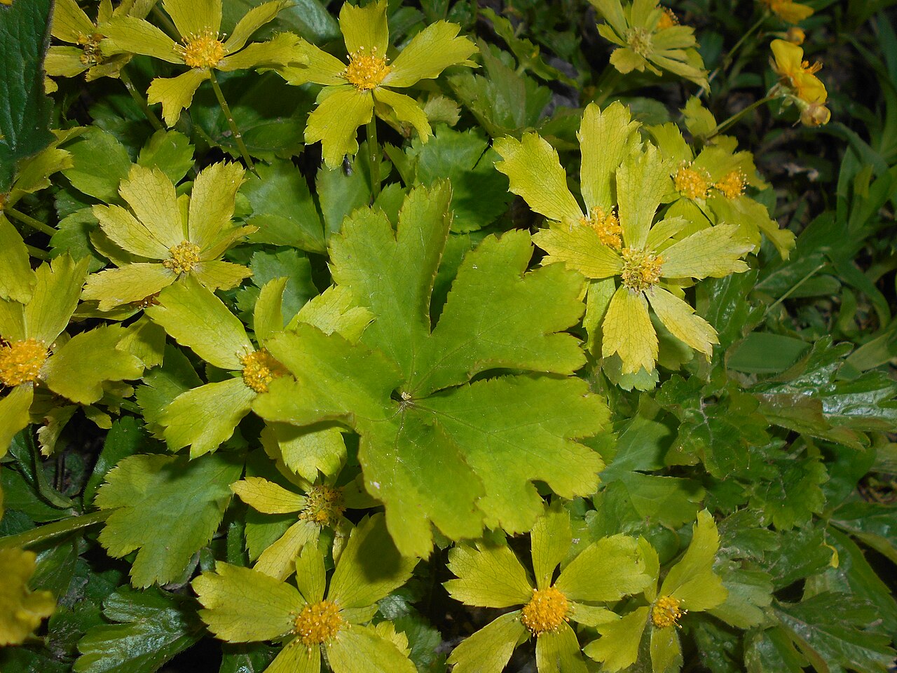 Sanicula epipactis: Cieszynianka wiosenna ( Hacquetia epipactis ), Ogród Botaniczny UMCS w Lublinie.
