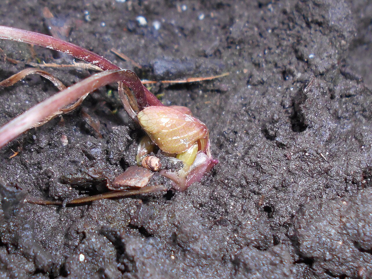 Sanicula epipactis: Hacquetia epipactis , allotment garden in Lublin, Poland.