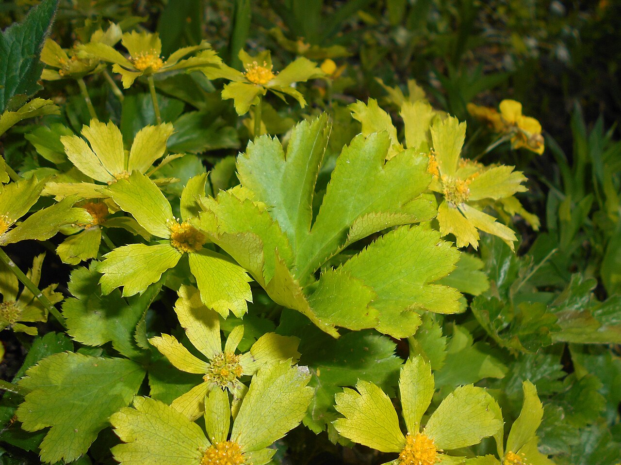Sanicula epipactis: Cieszynianka wiosenna ( Hacquetia epipactis ), Ogród Botaniczny UMCS w Lublinie.