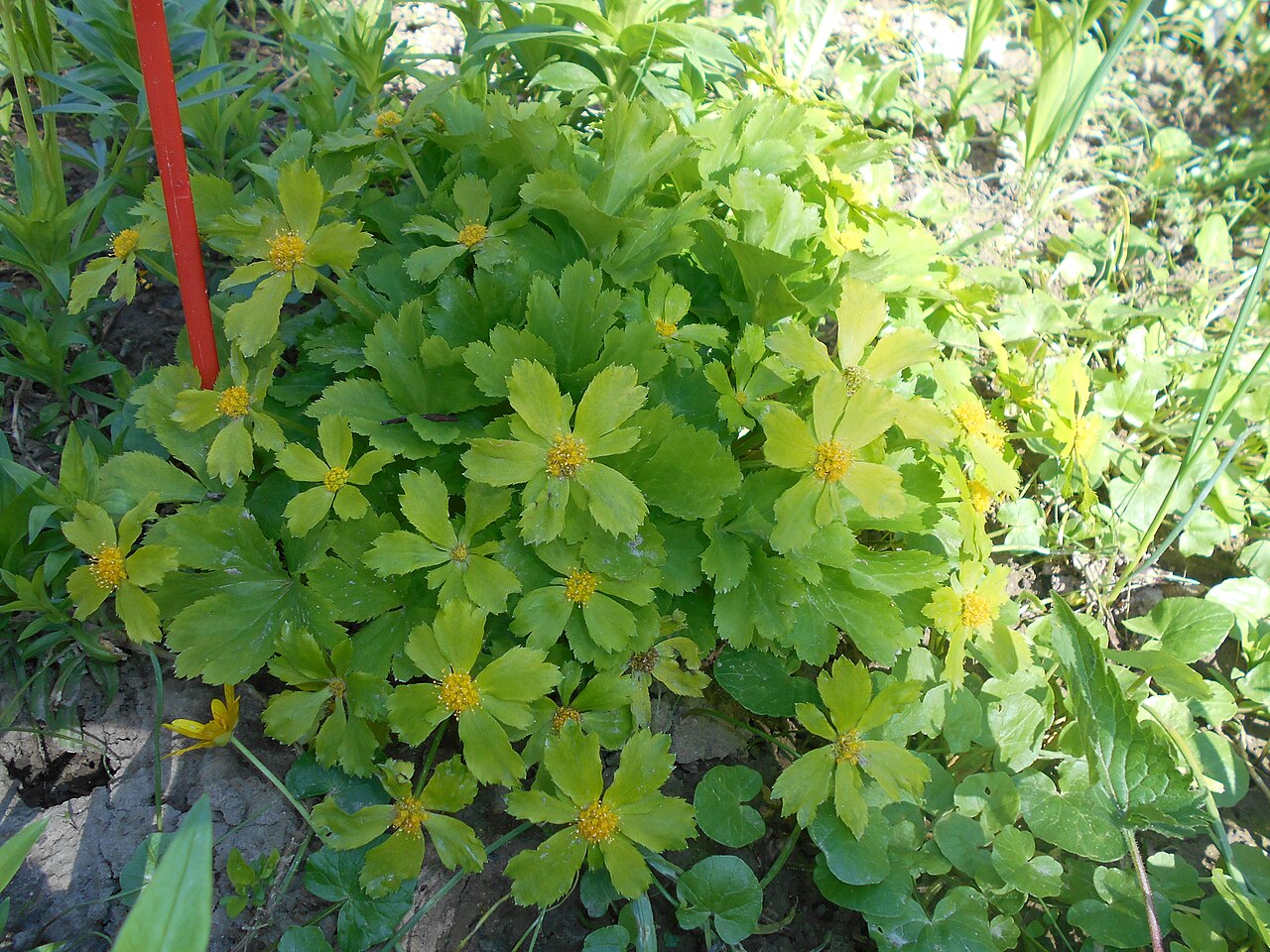 Sanicula epipactis: Cieszynianka wiosenna ( Hacquetia epipactis ), Ogród Botaniczny UMCS w Lublinie.