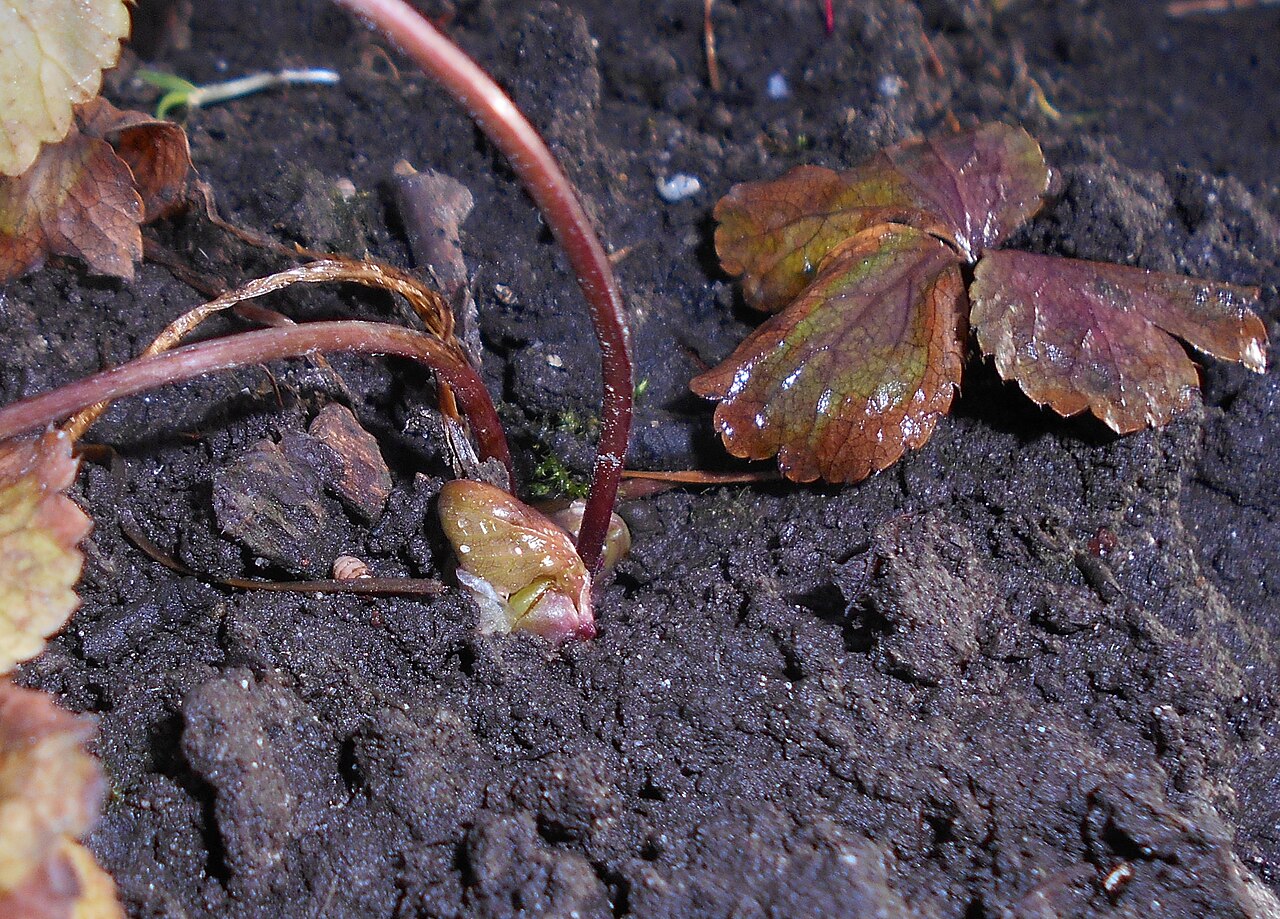 Sanicula epipactis: Cieszynianka wiosenna ( Hacquetia epipactis ).