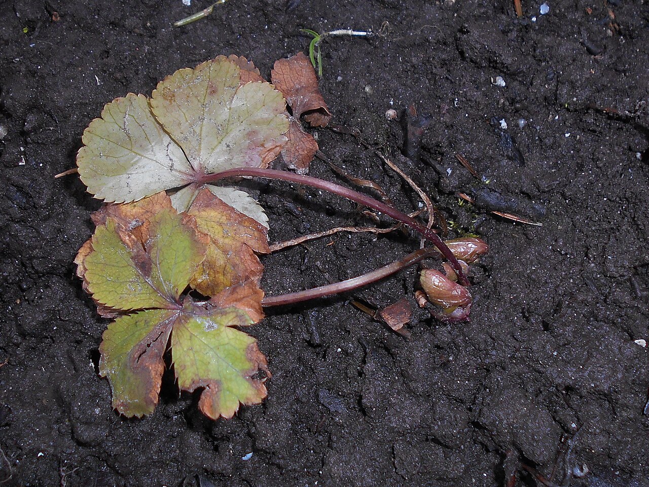 Sanicula epipactis: Hacquetia epipactis , allotment garden in Lublin, Poland.