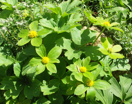 Sanicula epipactis: Hacquetia epipactis in Cieszyn
