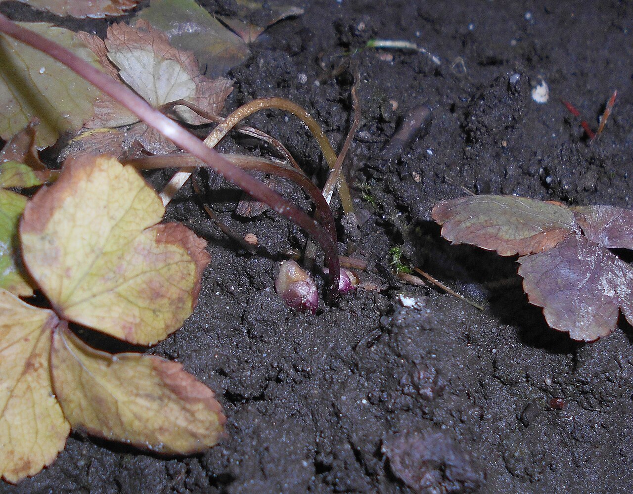 Sanicula epipactis: Cieszynianka wiosenna ( Hacquetia epipactis ).