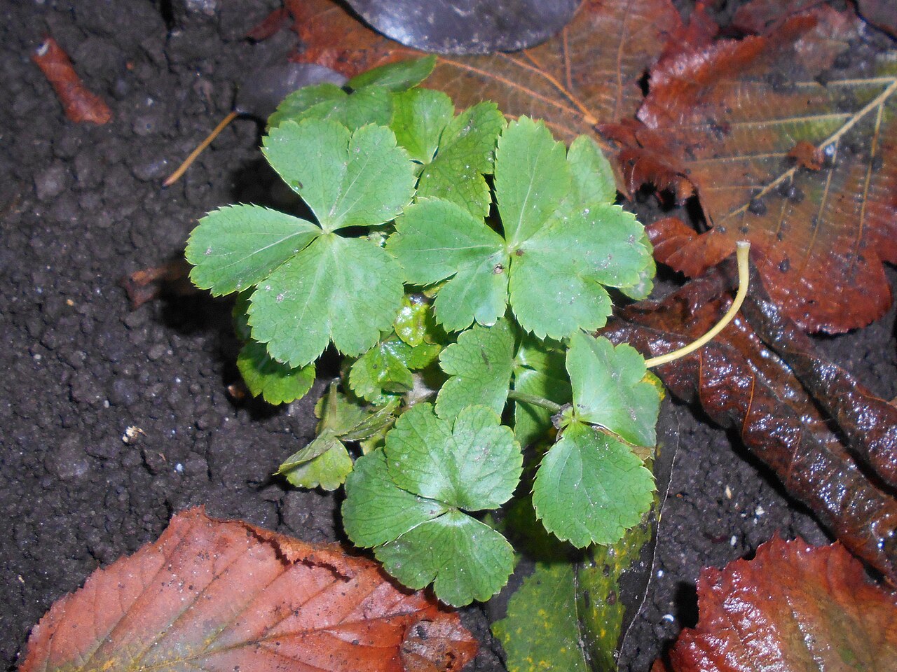 Sanicula epipactis: Cieszynianka wiosenna ( Hacquetia epipactis ).