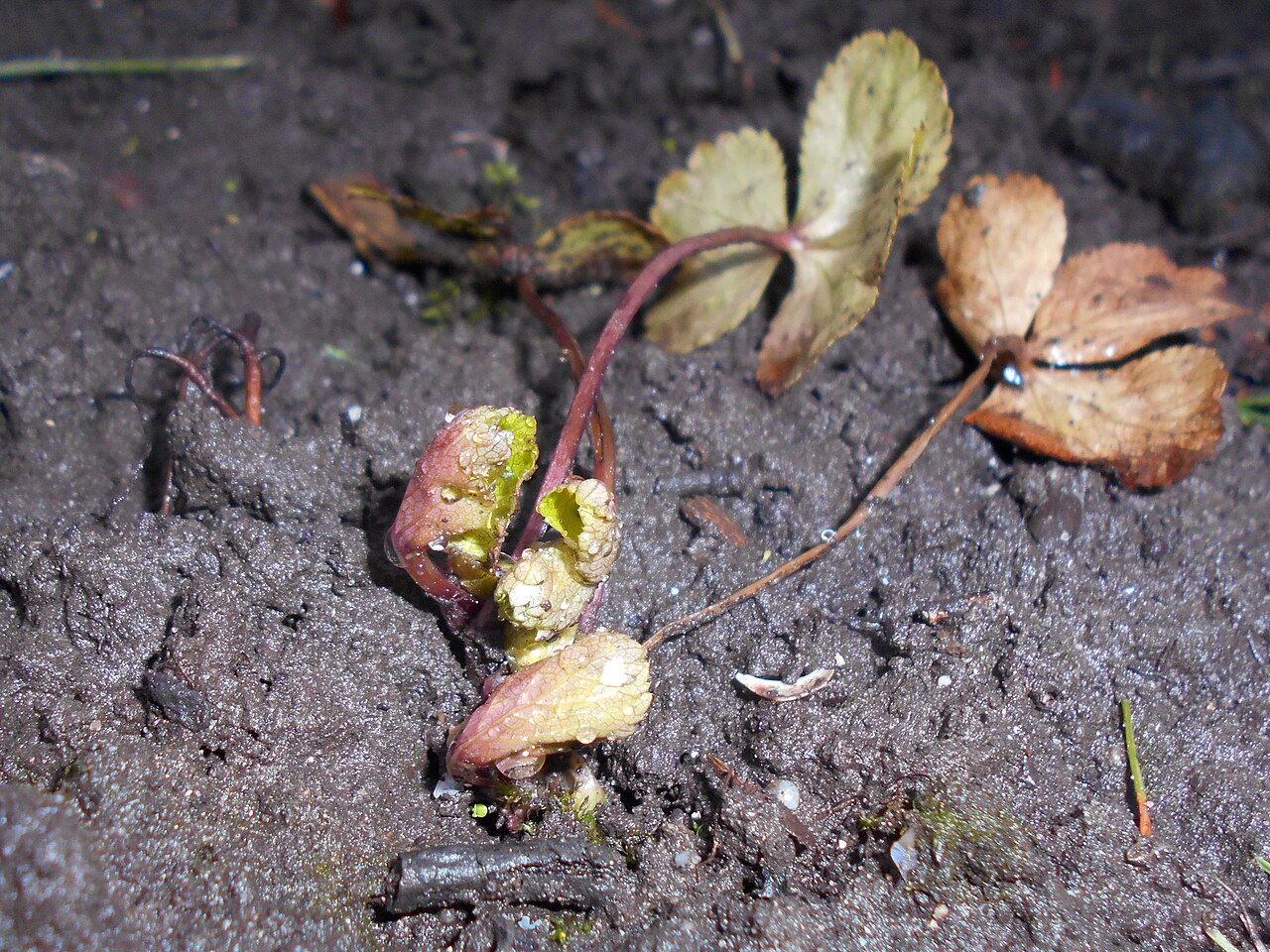 Sanicula epipactis: Hacquetia epipactis , allotment garden in Lublin, Poland.