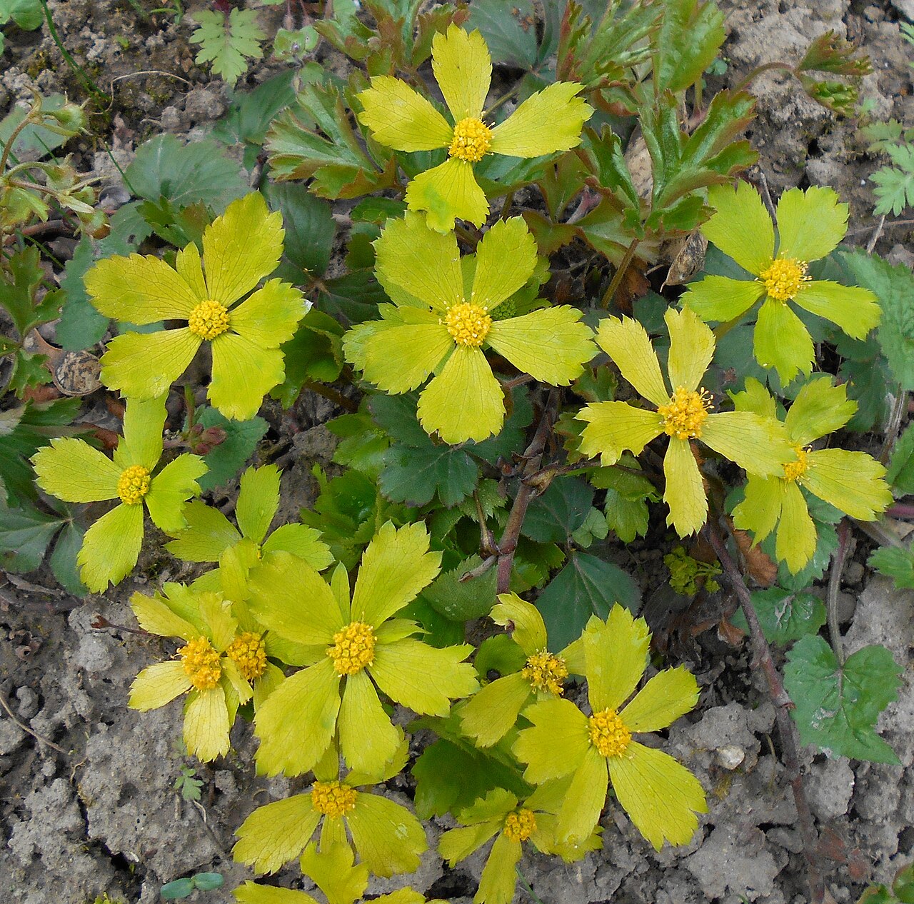 Sanicula epipactis: Cieszynianka wiosenna ( Hacquetia epipactis ), Ogród Botaniczny UMCS w Lublinie