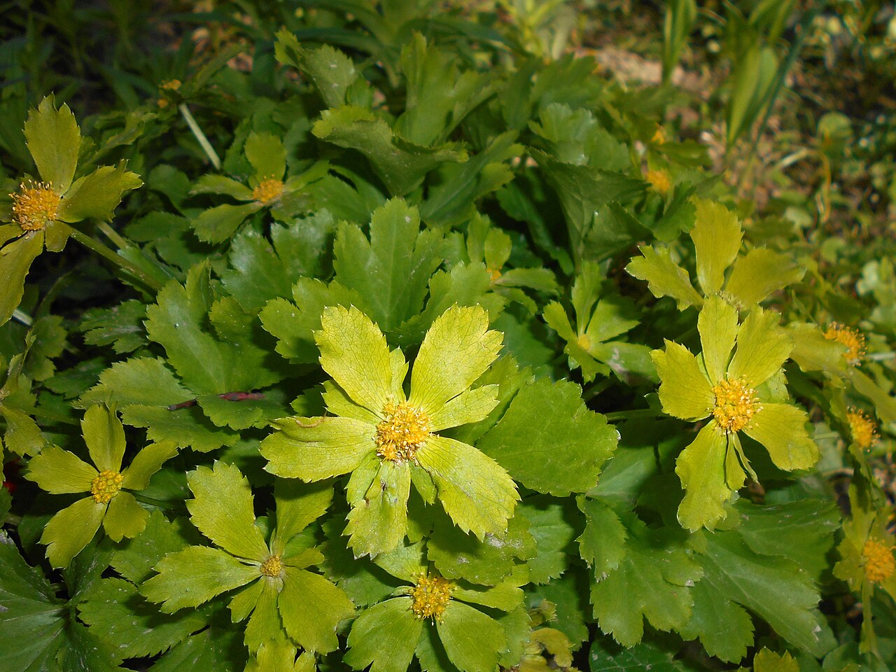 Sanicula epipactis: Cieszynianka wiosenna ( Hacquetia epipactis ), Ogród Botaniczny UMCS w Lublinie.