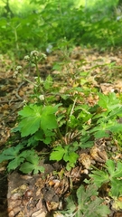 Sanicle (Sanicula europaea)