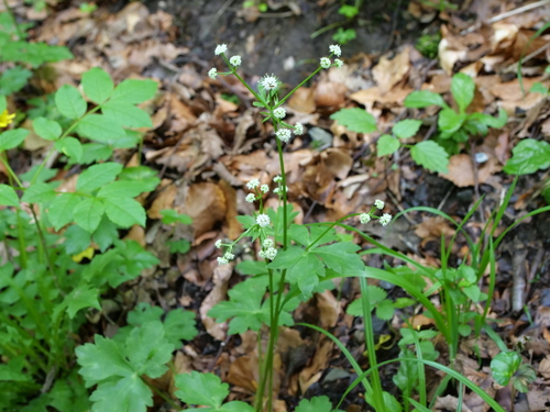 Sanicle (Sanicula europaea)