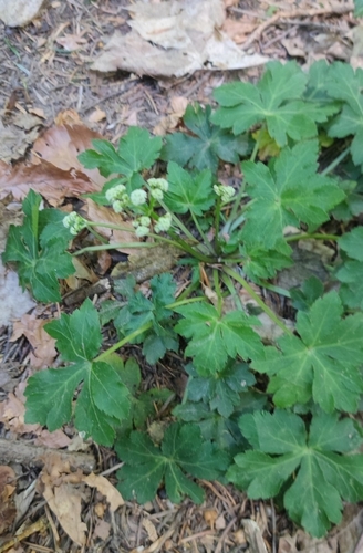 Sanicle (Sanicula europaea)