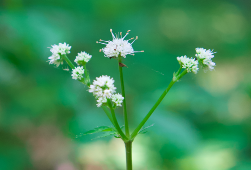 Sanicle (Sanicula europaea)