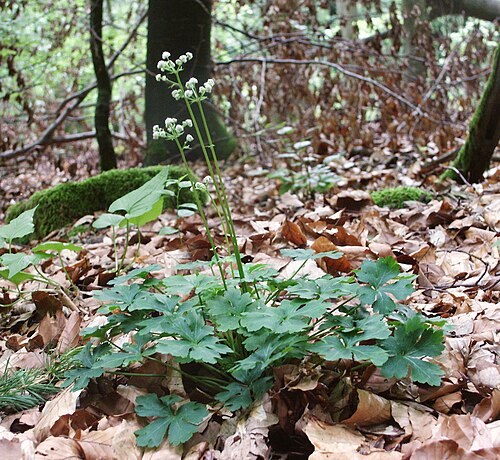 Sanicle: Sanicula europaea , Taubergrund, Germany