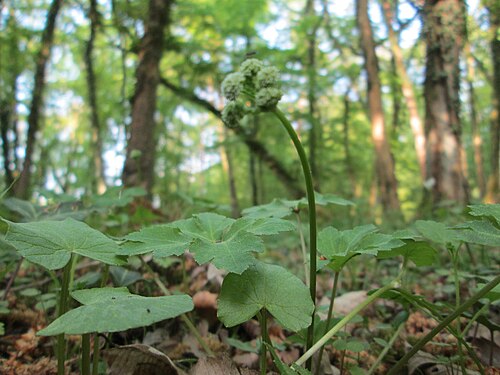 Sanicle: Wald-Sanikel ( Sanicula europaea ) im Saubusch in der Schwetzinger Hardt