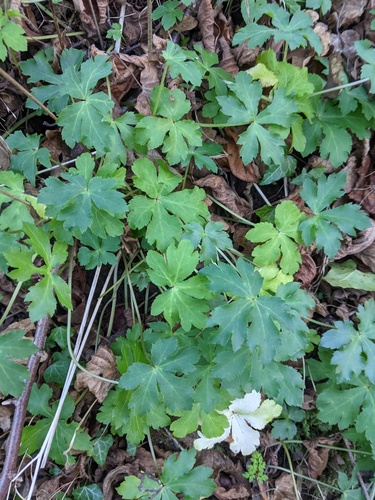 Sanicle (Sanicula europaea)