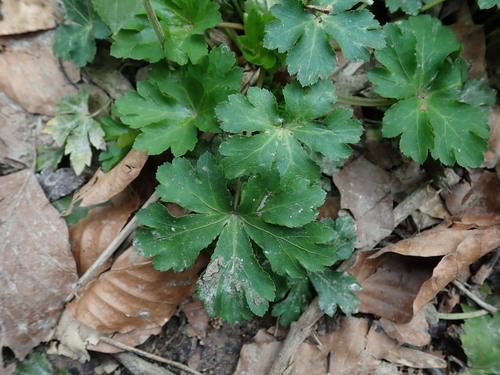 Sanicle (Sanicula europaea)