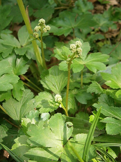 Sanicle: Sanicula europaea
