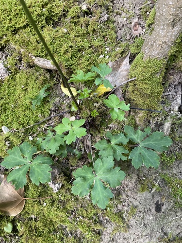 Sanicle (Sanicula europaea)