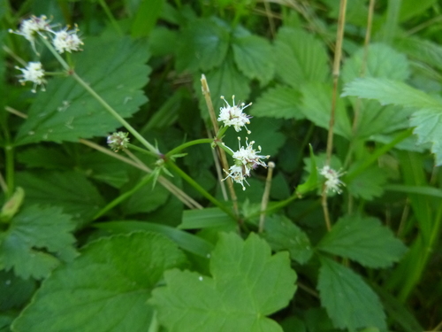 Sanicle (Sanicula europaea)