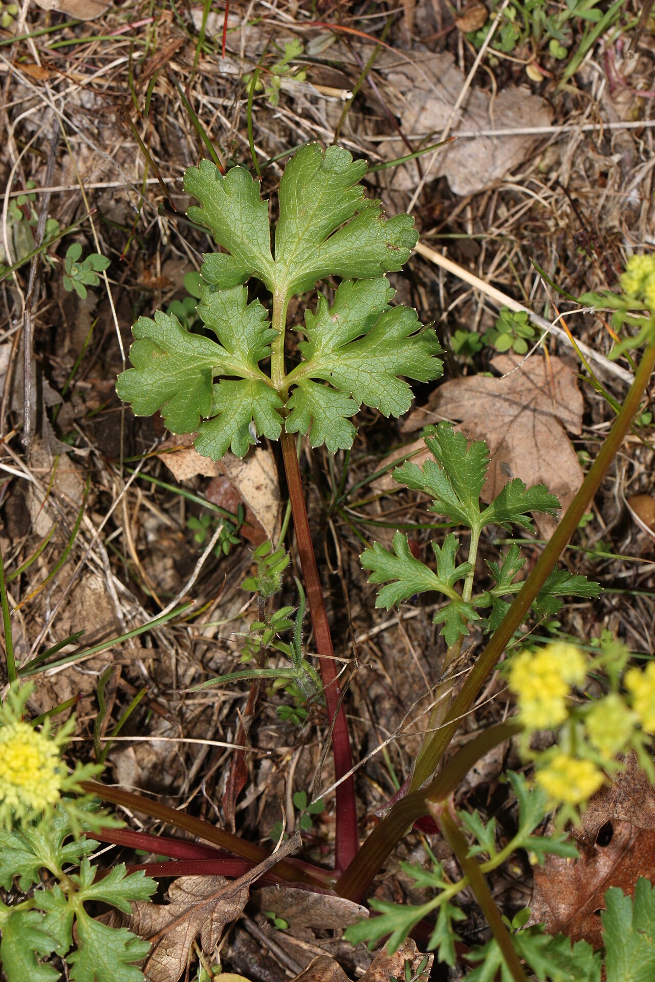 Northern sanicle: Northern Sanicle, Sierran Black-snakeroot Viewpoint location: Catherine Creek Trail (north of road), Catherine Creek Day Use Area Viewpoint elevation: 134 meter
