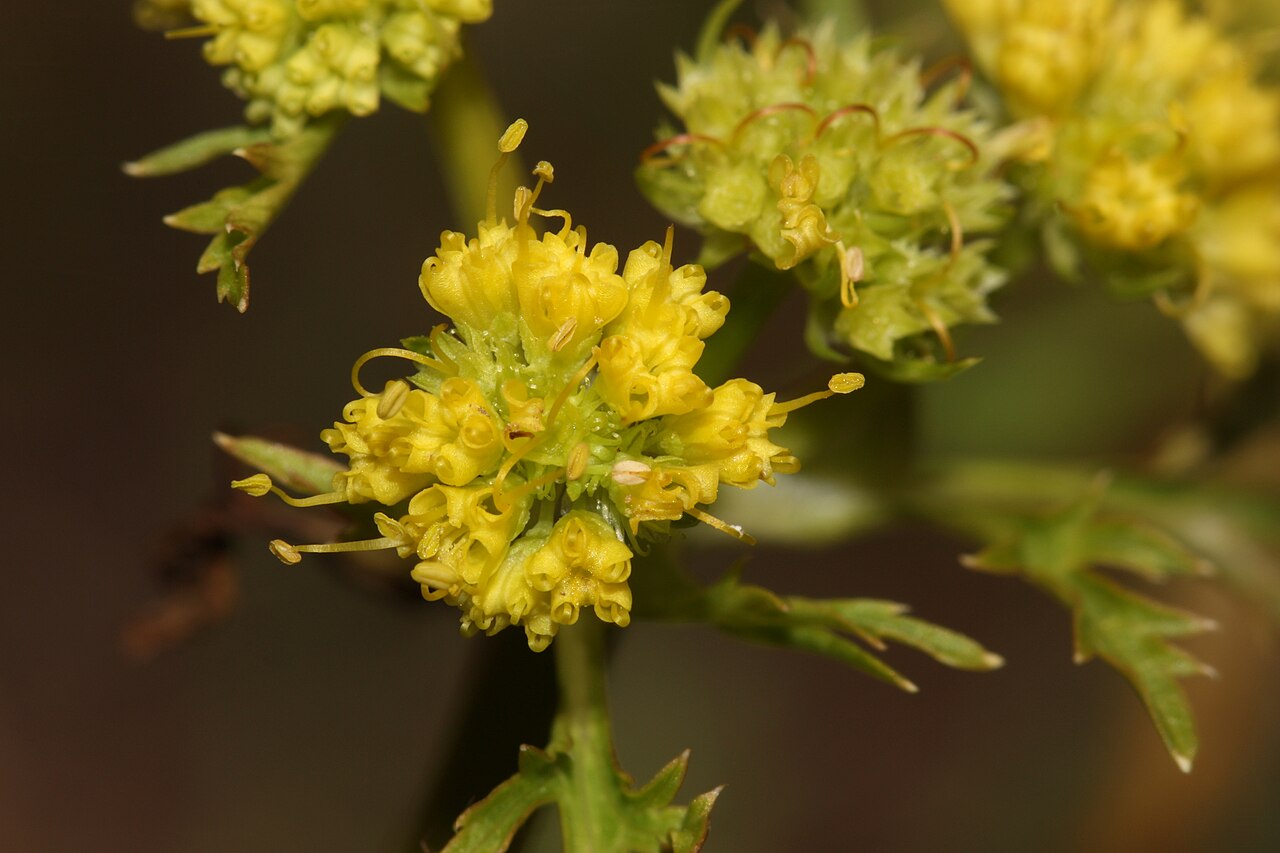 Northern sanicle: Northern Sanicle, Sierran Black-snakeroot; Focus stacking (using Helicon Focus). Please see "Other versions" for source images. Viewpoint location: Catherine Cr