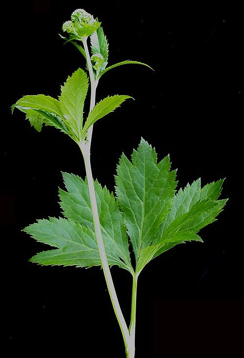Maryland sanicle: Nom français : sanicle du Maryland. Nom anglais : Maryland sanicle. Tige, feuilles et inflorescence (ombelles) de sanicle du Maryland, vue de côté.