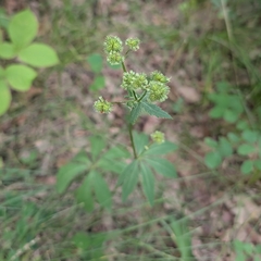Maryland sanicle (Sanicula marilandica)