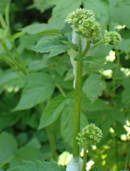 Maryland sanicle (Sanicula marilandica)