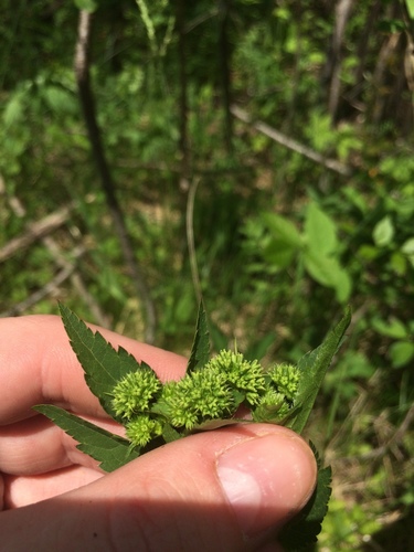 Maryland sanicle (Sanicula marilandica)